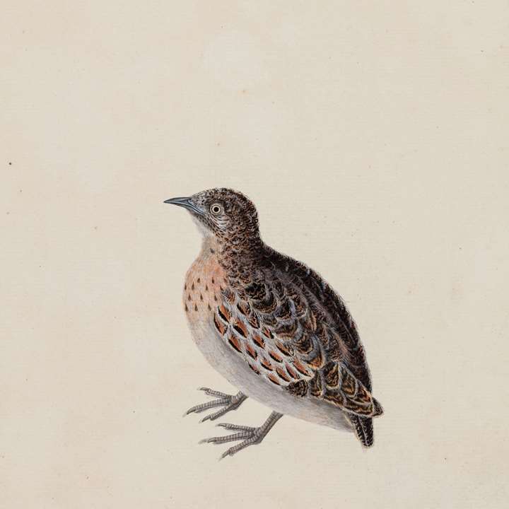 A Study of a Small Buttonquail, Turnix sylvaticus